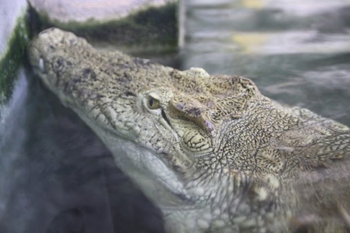 Résultat de recherche d'images pour "Un crocodile eleanore"